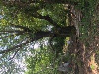 Köyceğizde göle 3700 metre portal bahçesi ve çiflik 8