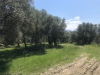 Fethiye saklıkentte 35 dönüm arazi 24