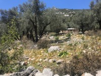 Fethiye Karadere ünlü Patara pilajına yakın 78 dönüm Zeytilik 11