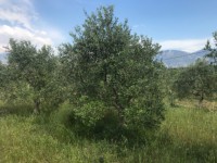 Fethiye saklıkette 74 dönüm organik bahçe 38