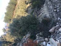 Fethiye saklkentte 3400 metre içinde zeytinlik 7