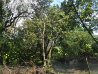 Köyceğizde çiflik ve bahçe 21