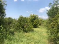 Köyceğizde göle 3700 metre portal bahçesi ve çiflik 9