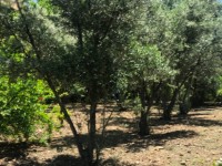 Fethiye Karaçulha ful Deniz manzaralı 541 metre arsa 11