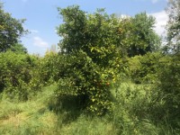 Köyceğizde göle 3700 metre portal bahçesi ve çiflik 12