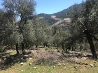 Fethiye Karadere ünlü Patara pilajına yakın 78 dönüm Zeytilik 14