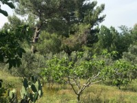 Fethiye saklıkette 74 dönüm organik bahçe 33