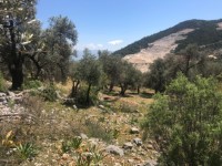 Fethiye Karadere ünlü Patara pilajına yakın 78 dönüm Zeytilik 22