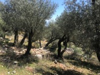 Fethiye Karadere ünlü Patara pilajına yakın 78 dönüm Zeytilik 12