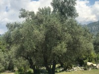 Fethiye saklıkentte 35 dönüm arazi 17