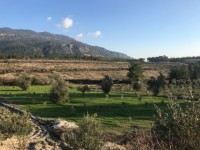 Fethiye saklkentte 3400 metre içinde zeytinlik 11
