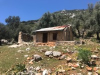 Fethiye Karadere ünlü Patara pilajına yakın 78 dönüm Zeytilik 4