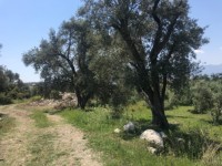 Fethiye saklıkentte 35 dönüm arazi 21