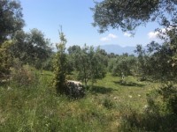 Fethiye saklıkentte 35 dönüm arazi 31