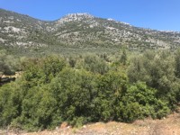 Fethiye Karadere ünlü Patara pilajına yakın 78 dönüm Zeytilik 24