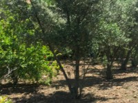 Fethiye Karaçulha ful Deniz manzaralı 541 metre arsa 8