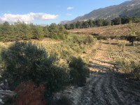 Fethiye saklkentte 3400 metre içinde zeytinlik