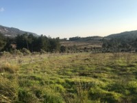 Fethiye saklkentte 3400 metre içinde zeytinlik 15