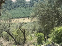 Fethiye Karadere ünlü Patara pilajına yakın 78 dönüm Zeytilik 17