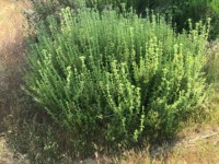 Fethiye saklıkette 74 dönüm organik bahçe 28