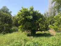 Köyceğizde göle 3700 metre portal bahçesi ve çiflik 3