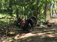 Köyceğizde göle 3700 metre portal bahçesi ve çiflik 11