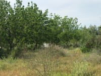 Fethiye saklıkette 74 dönüm organik bahçe 15