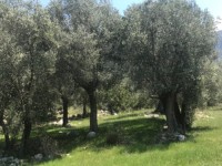 Fethiye saklıkentte 35 dönüm arazi 28