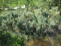 Fethiye saklıkette 74 dönüm organik bahçe 49