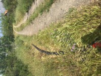 Fethiye saklıkette 74 dönüm organik bahçe 51