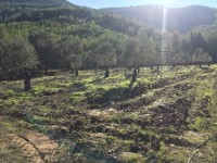 Saklıkent merkezde zeytinlik 8