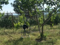 Fethiye saklıkette 74 dönüm organik bahçe 8