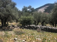 Fethiye Karadere ünlü Patara pilajına yakın 78 dönüm Zeytilik 21