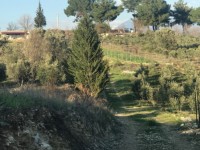 Fethiye saklkentte 3400 metre içinde zeytinlik 5