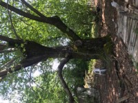 Köyceğizde göle 3700 metre portal bahçesi ve çiflik 10