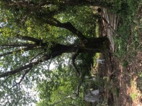 Köyceğizde göle 3700 metre portal bahçesi ve çiflik 7