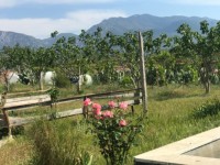 Fethiye saklıkette 74 dönüm organik bahçe 24