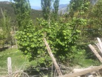 Antalya kaş yayla aklarda müstakil ev 22