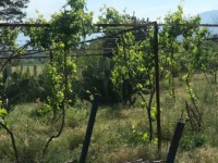 Fethiye saklıkette 74 dönüm organik bahçe 34