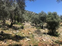 Fethiye Karadere ünlü Patara pilajına yakın 78 dönüm Zeytilik 19