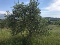 Fethiye saklıkette 74 dönüm organik bahçe 39