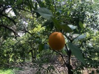 Köyceğizde göle 3700 metre portal bahçesi ve çiflik 15