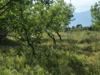 Fethiye saklıkette 74 dönüm organik bahçe 42