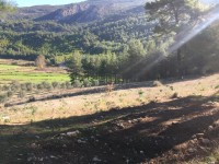 Saklıkent merkezde zeytinlik 4