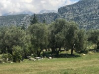 Fethiye saklıkentte 35 dönüm arazi 13