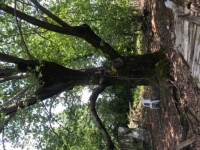 Köyceğizde çiflik ve bahçe 6