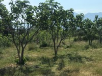 Fethiye saklıkette 74 dönüm organik bahçe 6