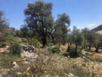 Fethiye Karadere ünlü Patara pilajına yakın 78 dönüm Zeytilik 23