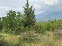 Fethiye saklıkette 74 dönüm organik bahçe 23