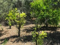 Fethiye Karaçulha ful Deniz manzaralı 541 metre arsa 28